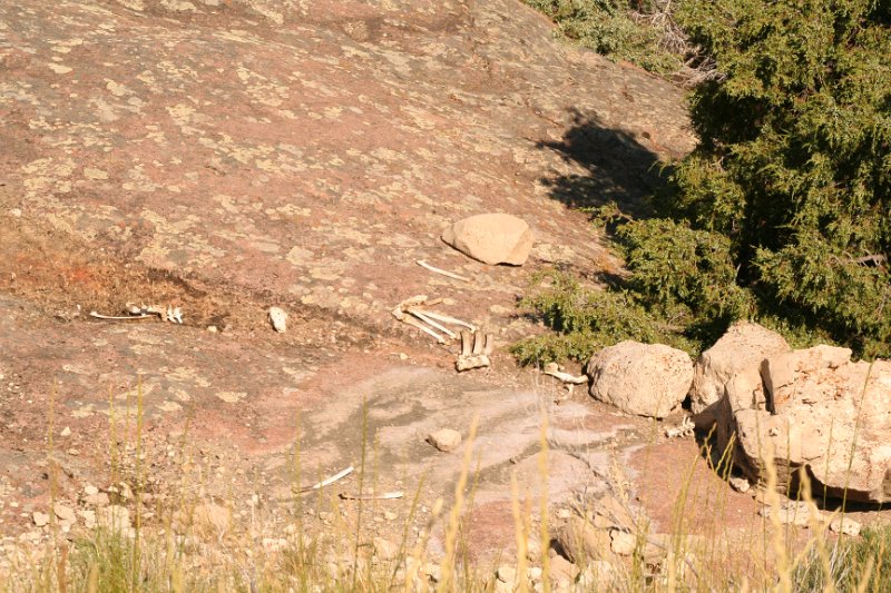 Trip (205).JPG - Bones lying in the valley just outside of Bighorn National Forrest